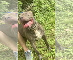 Small #3 American Pit Bull Terrier-American Staffordshire Terrier Mix