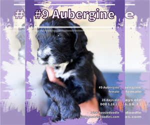 F2 Aussiedoodle-Irish Doodle Mix Puppy for sale in SACRAMENTO, CA, USA