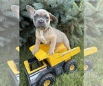 Small French Bulldog