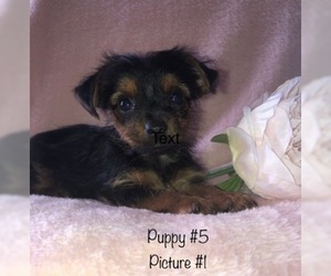 Yorkshire Terrier Puppy for sale in OWINGSVILLE, KY, USA