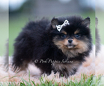 Small Photo #4 Pomeranian Puppy For Sale in WARSAW, IN, USA
