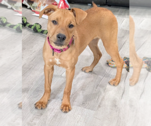 Labrador Retriever-Unknown Mix Dogs for adoption in Boston, MA, USA
