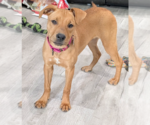 Small Labrador Retriever Mix