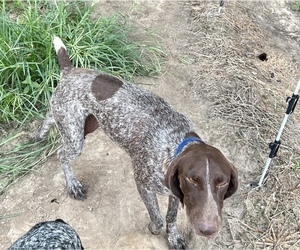 Mother of the German Shorthaired Pointer puppies born on 07/04/2023