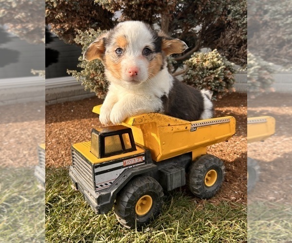 Medium Photo #3 Pembroke Welsh Corgi Puppy For Sale in MIDDLEBURY, IN, USA