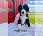 Small #7 Bernedoodle