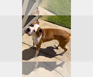 Boxer Dogs for adoption in Austin, TX, USA