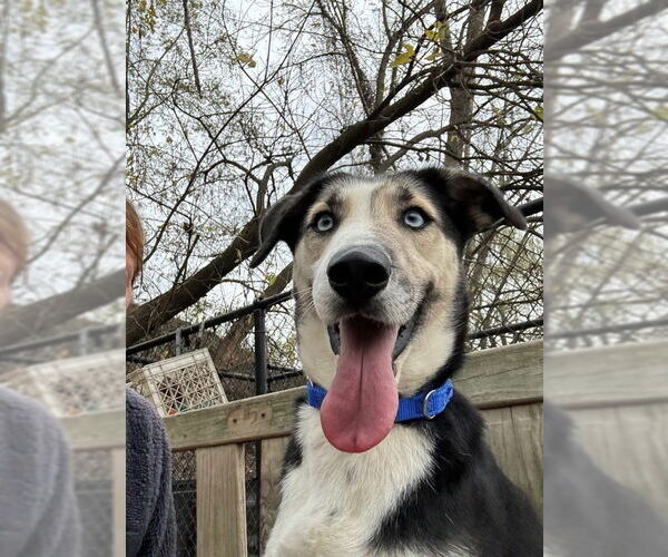 Medium Photo #1 Beagle-Siberian Husky Mix Puppy For Sale in Elmsford, NY, USA