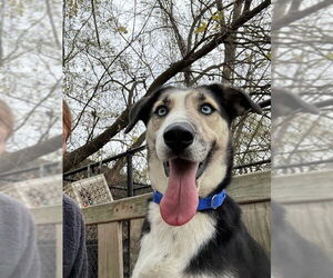 Beagle-Siberian Husky Mix Dogs for adoption in Elmsford, NY, USA