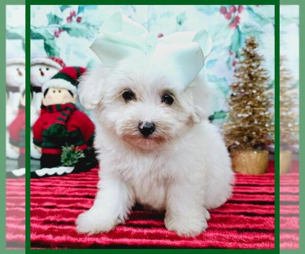 Medium Photo #3 Maltipoo Puppy For Sale in TAYLOR, TX, USA