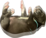 Small #6 Great Dane