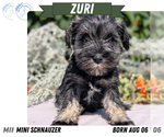 Small #10 Schnauzer (Miniature)
