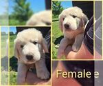Puppy Yellow Female Anatolian Shepherd-Maremma Sheepdog Mix