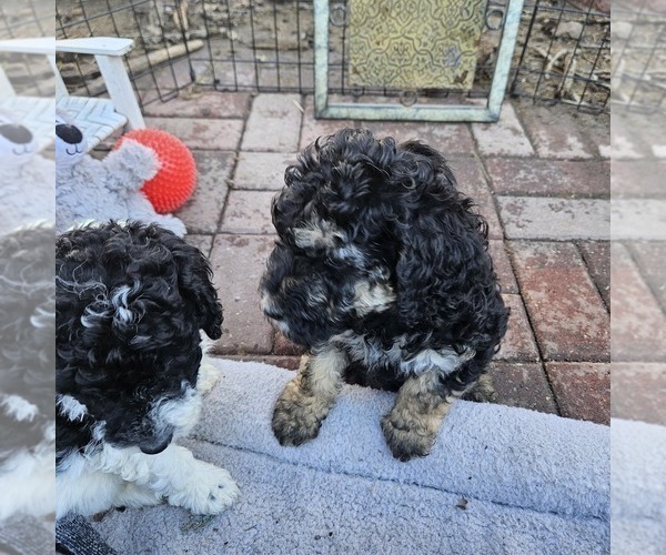 Medium Photo #2 Poodle (Miniature) Puppy For Sale in WHITEWATER, WI, USA