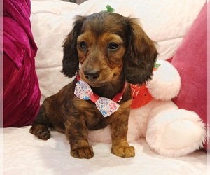 Dachshund Puppy for sale in BURLINGTON, MA, USA
