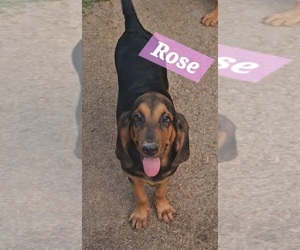 Bloodhound Puppy for Sale in TOCCOA, Georgia USA