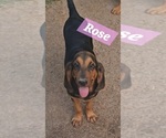Small Bloodhound