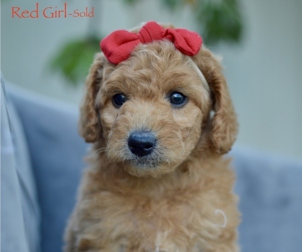 Medium Photo #10 Goldendoodle-Poodle (Miniature) Mix Puppy For Sale in SARATOGA SPRINGS, UT, USA