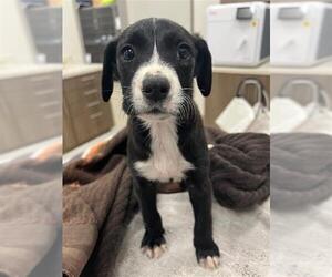 Labrador Retriever Dogs for adoption in Baytown, TX, USA