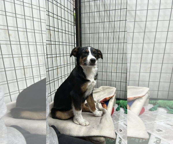 Medium Photo #1 Australian Shepherd-Unknown Mix Puppy For Sale in Mukwonago, WI, USA