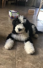 Sheepadoodle Puppy for sale in SURPRISE, AZ, USA