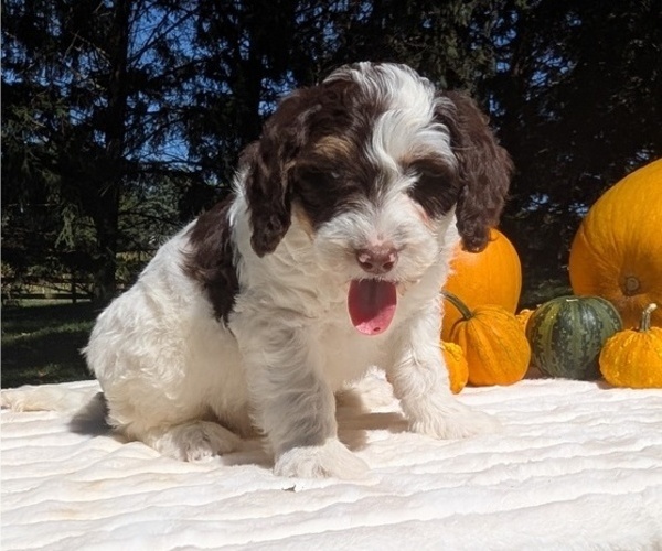 Medium Photo #71 Miniature Bernedoodle Puppy For Sale in GOSHEN, IN, USA