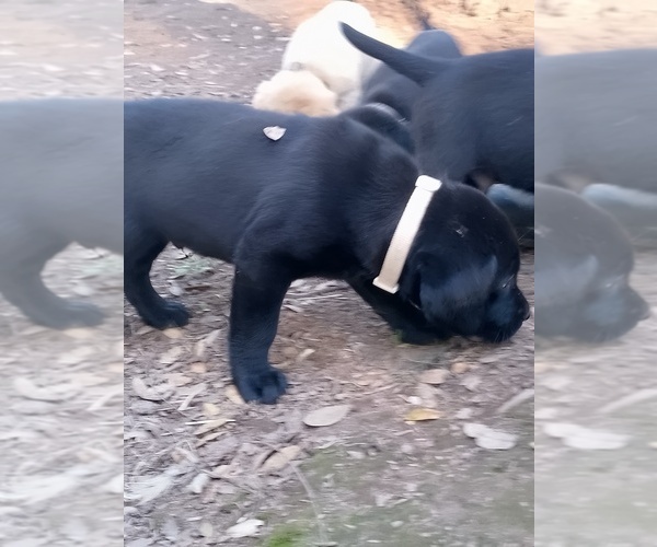 Medium Photo #19 Labrador Retriever Puppy For Sale in IONE, CA, USA