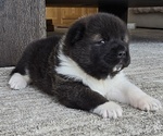 Small Photo #15 Akita Puppy For Sale in STRAFFORD, MO, USA