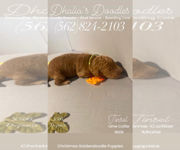 Medium Photo #9 Goldendoodle Puppy For Sale in BREA, CA, USA