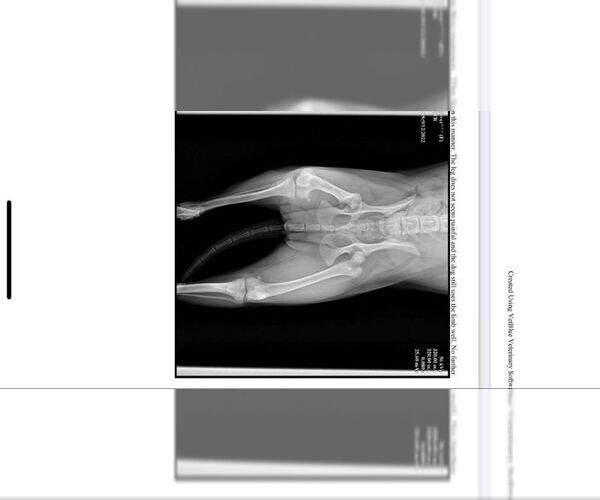 Medium Photo #6 Mutt Puppy For Sale in Oro Medonte, Ontario, Canada