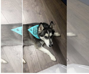 Siberian Husky Dogs for adoption in South Bend, IN, USA