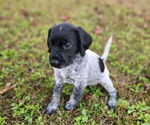 Small #3 German Shorthaired Pointer-Goldendoodle Mix