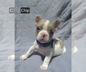 French Bulldog Puppy for Sale in MINERAL WELLS, West Virginia USA