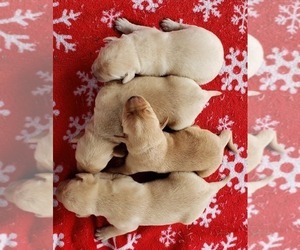 Medium Labrador Retriever