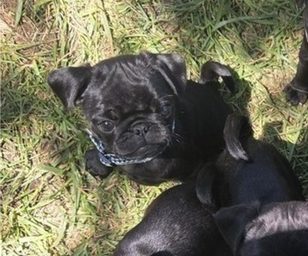 Medium Photo #2 Pug Puppy For Sale in HILLSDALE, MI, USA