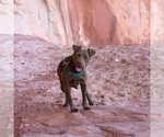 Small Photo #43 American Pit Bull Terrier Puppy For Sale in Kanab, UT, USA