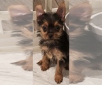 Small #1 Yorkshire Terrier