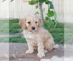 Cavapoo Puppy for Sale in STANLEY, Wisconsin USA
