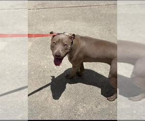 American Staffordshire Terrier-Unknown Mix Dogs for adoption in San Antonio, TX, USA