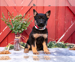 Puppy Addie German Shepherd Dog