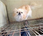 Small Pekingese