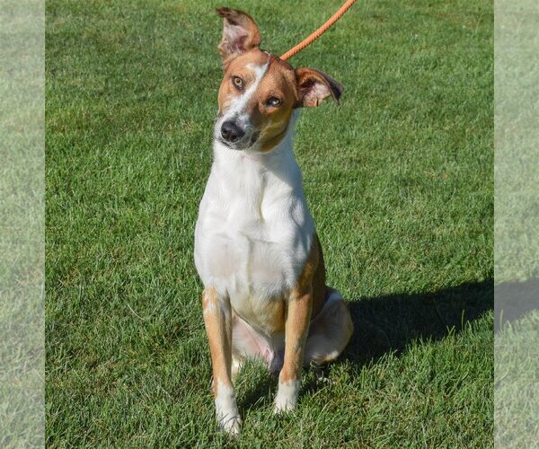 Medium Photo #2 Collie-Greyhound Mix Puppy For Sale in Huntley, IL, USA