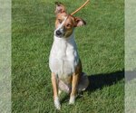 Small Photo #2 Collie-Greyhound Mix Puppy For Sale in Huntley, IL, USA