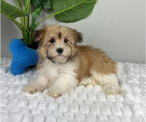 Havanese Puppy for Sale in FRANKLIN, Indiana USA