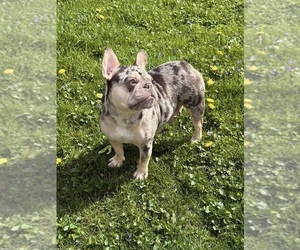 Mother of the French Bulldog puppies born on 03/04/2026