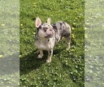 Small Photo #1 French Bulldog Puppy For Sale in MUNSTER, IN, USA