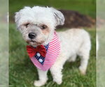 Small #1 ShihPoo
