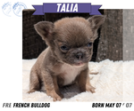 Small #13 French Bulldog