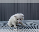 Puppy 2 American Eskimo Dog