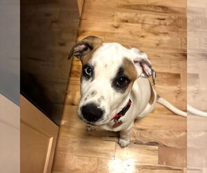 American Pit Bull Terrier-Unknown Mix Dogs for adoption in Wakefield, RI, USA